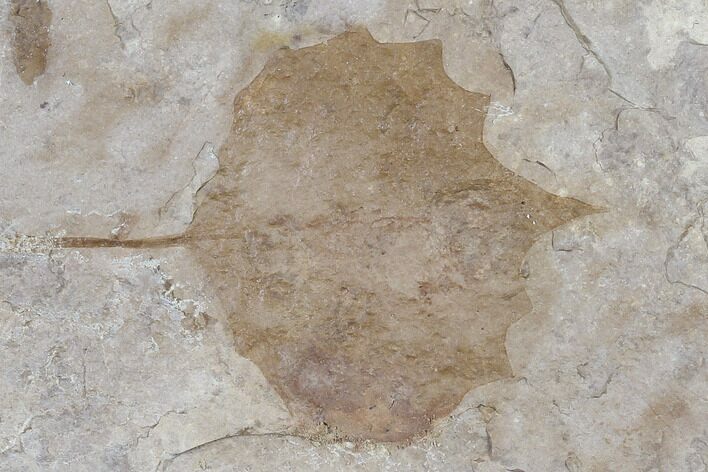 Fossil Poplar Leaf (Populus) - Nebraska #119349